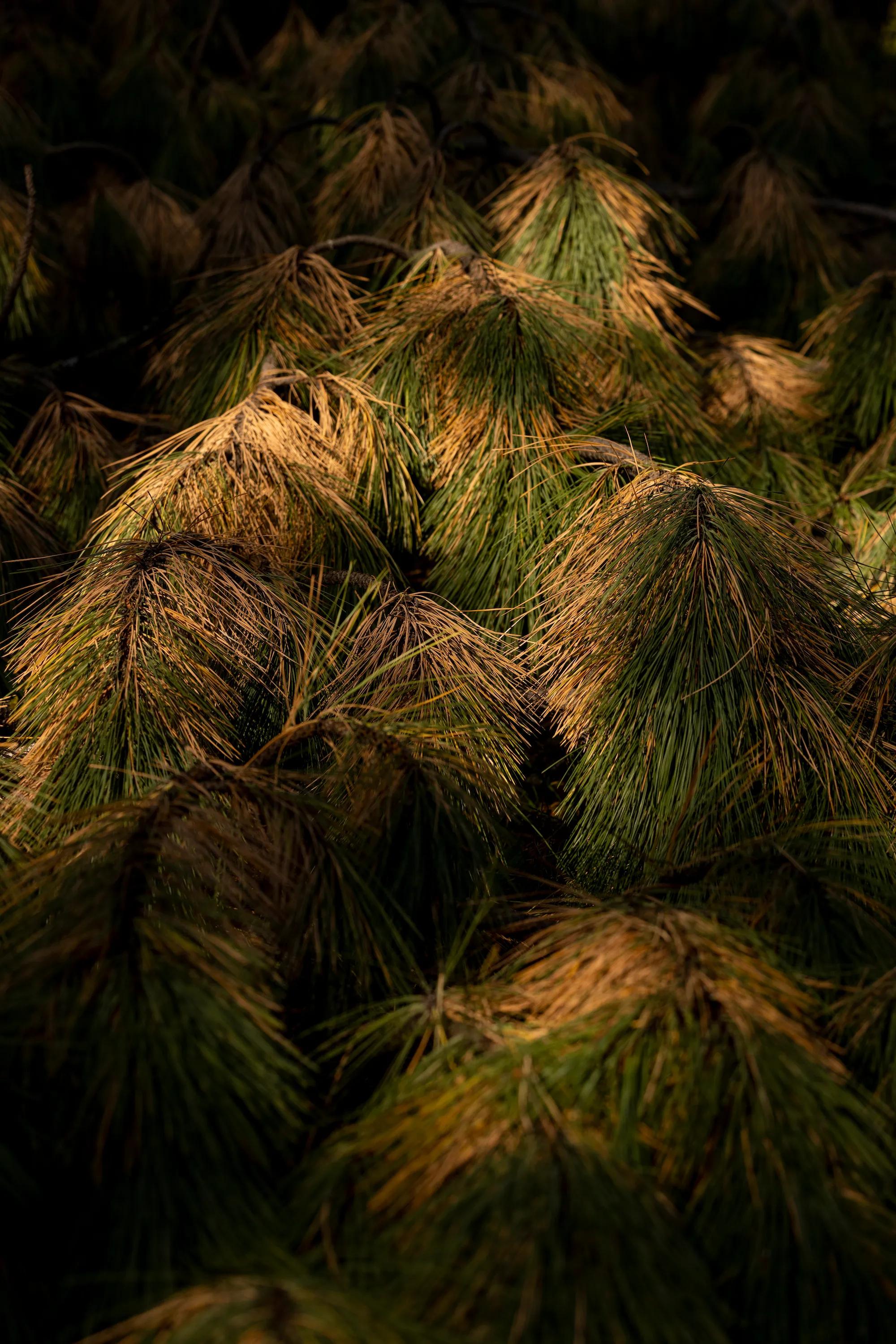 pine needles of various colors seen in close up