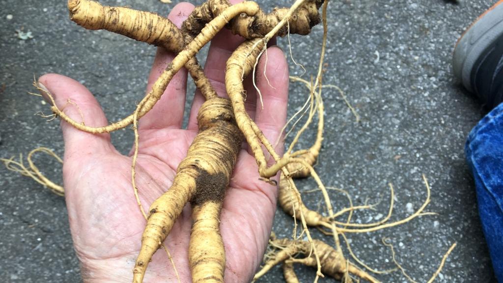 A forager holds a large ginseng root in the palm of his bare hand.