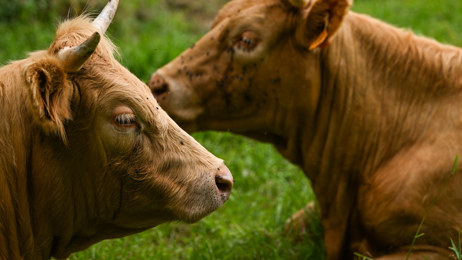 A close-up shot of the faces of two brown cows, one in the foreground and one in midground, as they sit in a field of green grass