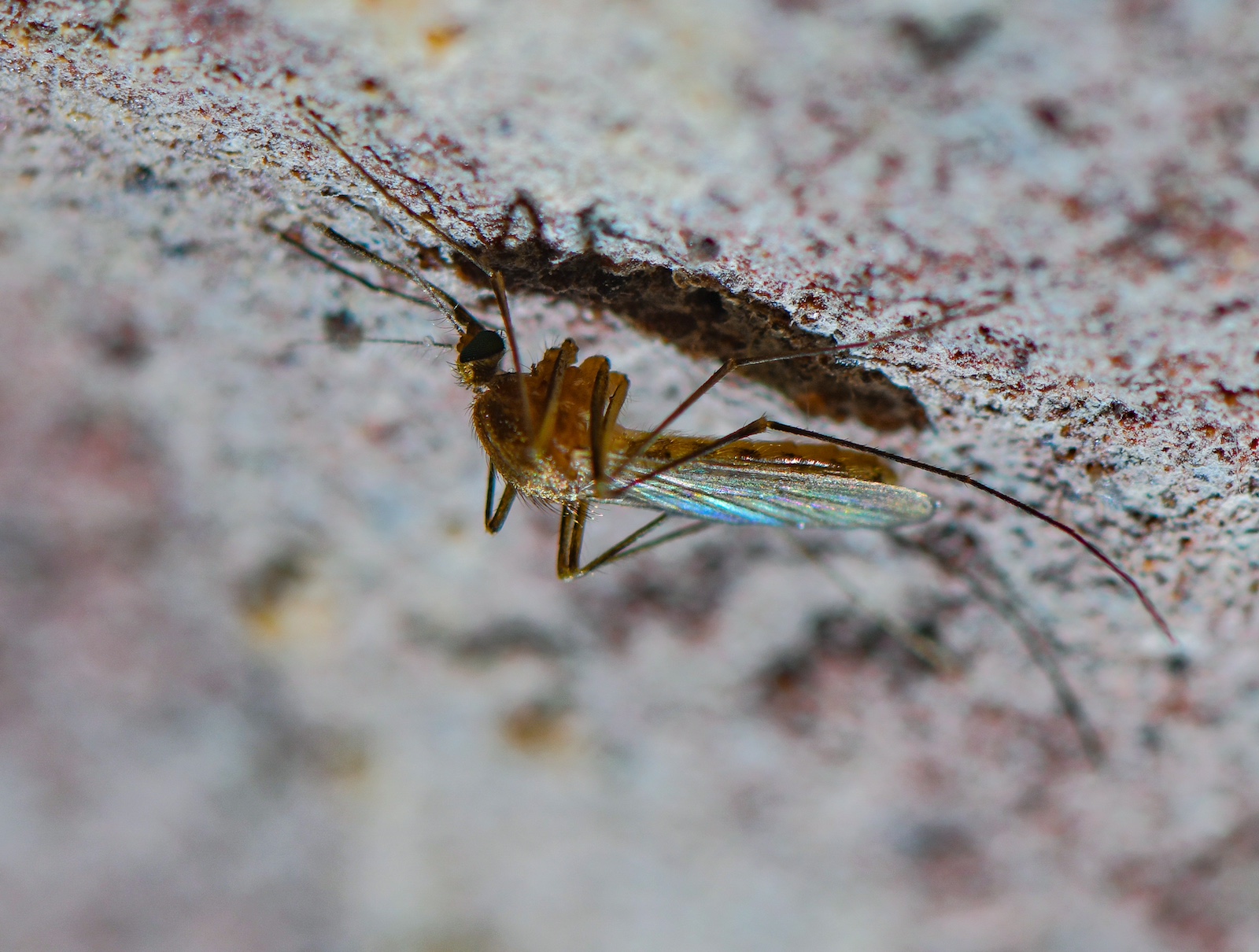 Close-up of a mosquito with iridescent wings hanging upside-down from a rough surface