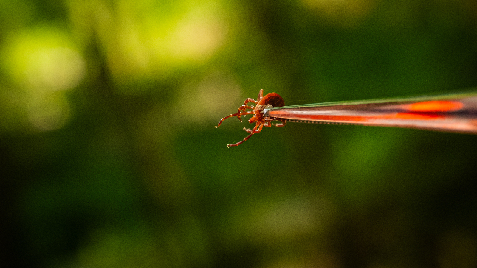 Climate change is sending ticks into new areas. Georgia researchers are on it.