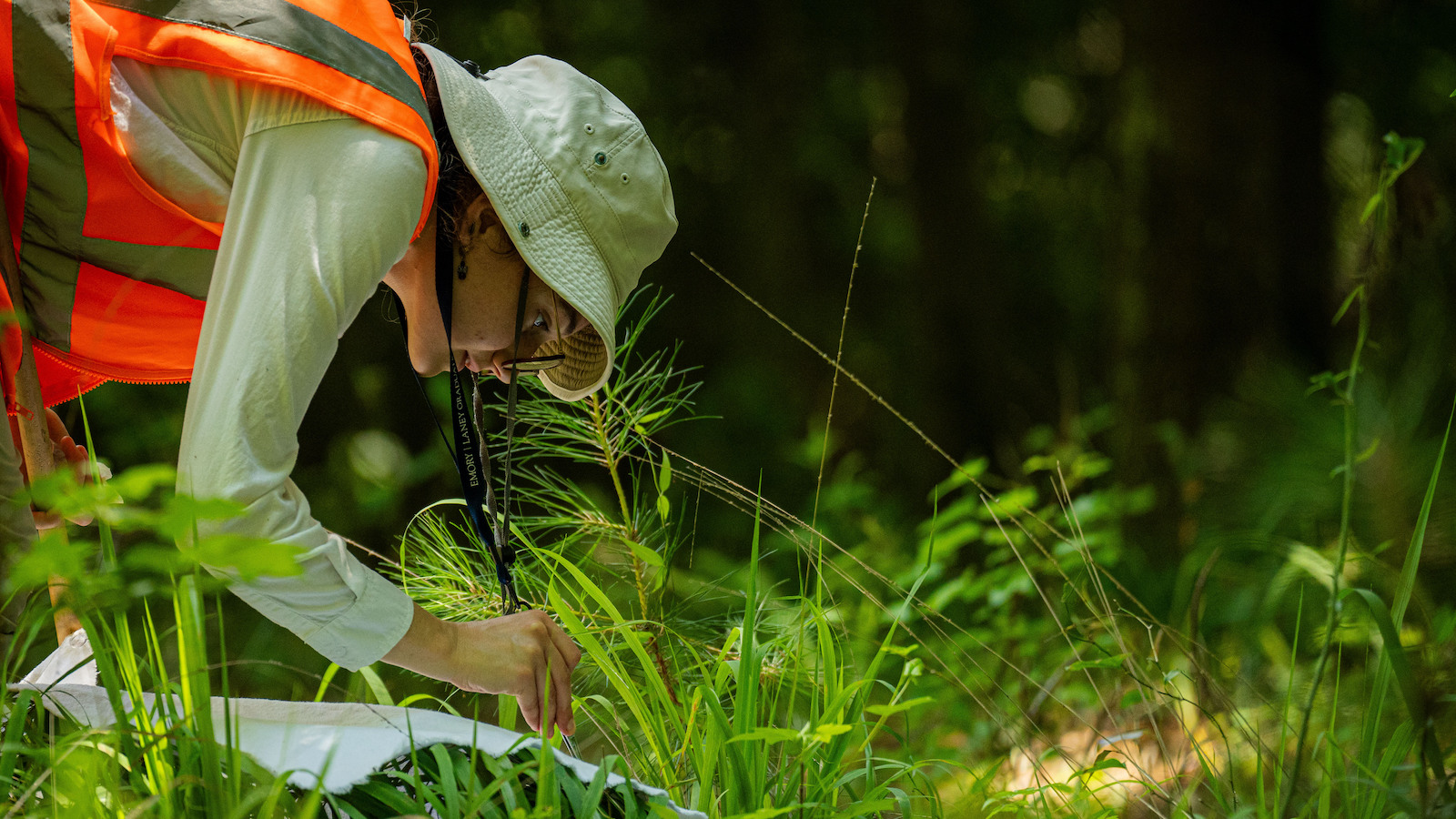 A woman in a hat bends over the grass with a piece of white flannel in her efforts to pick up a tick.