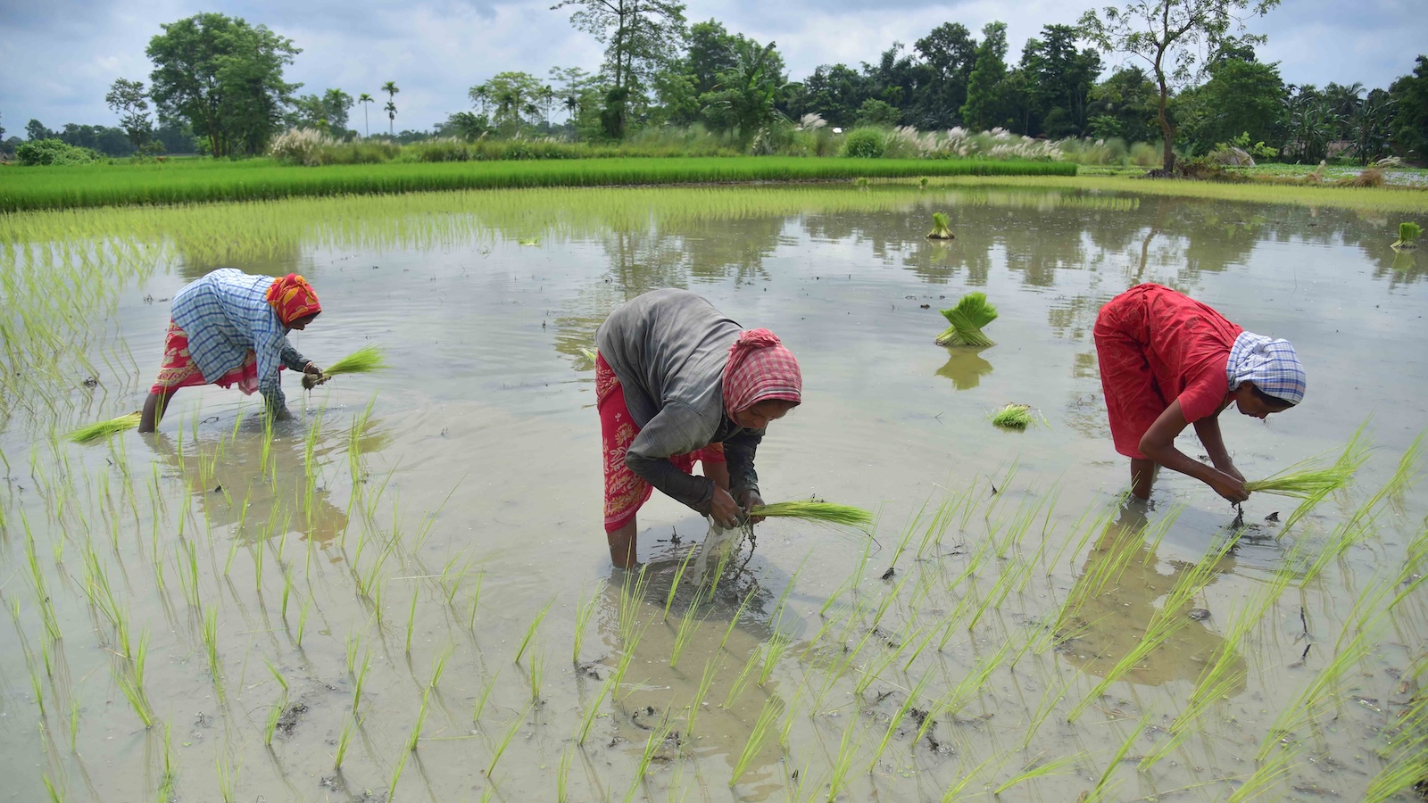 Three women, wearing long skirts that hit just past their knees, loose shirts, and headscarves, plant rice saplings in ankle-deep water