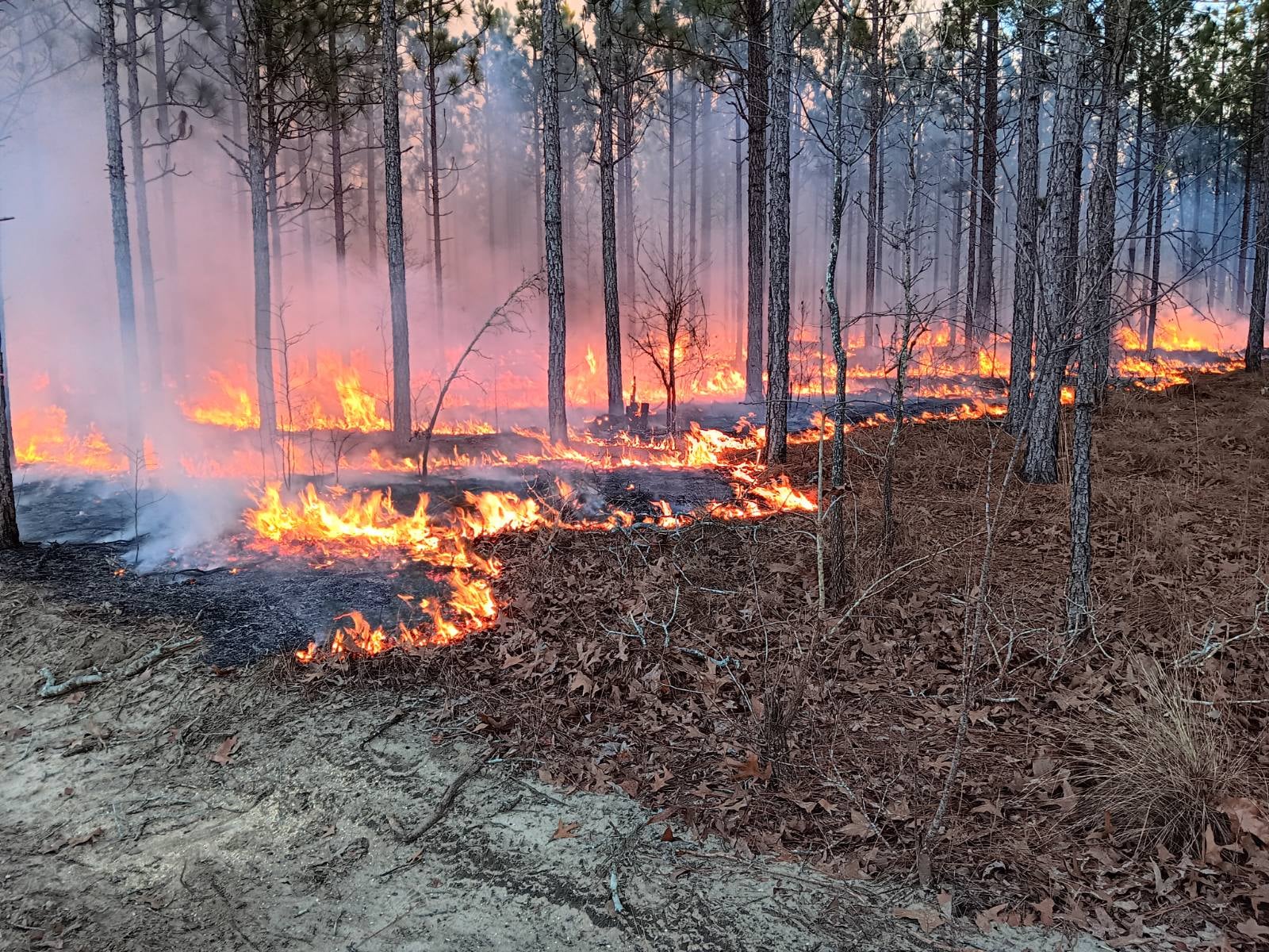 A low trail of fire weaves through the trees during a controlled burn in North Carolina.