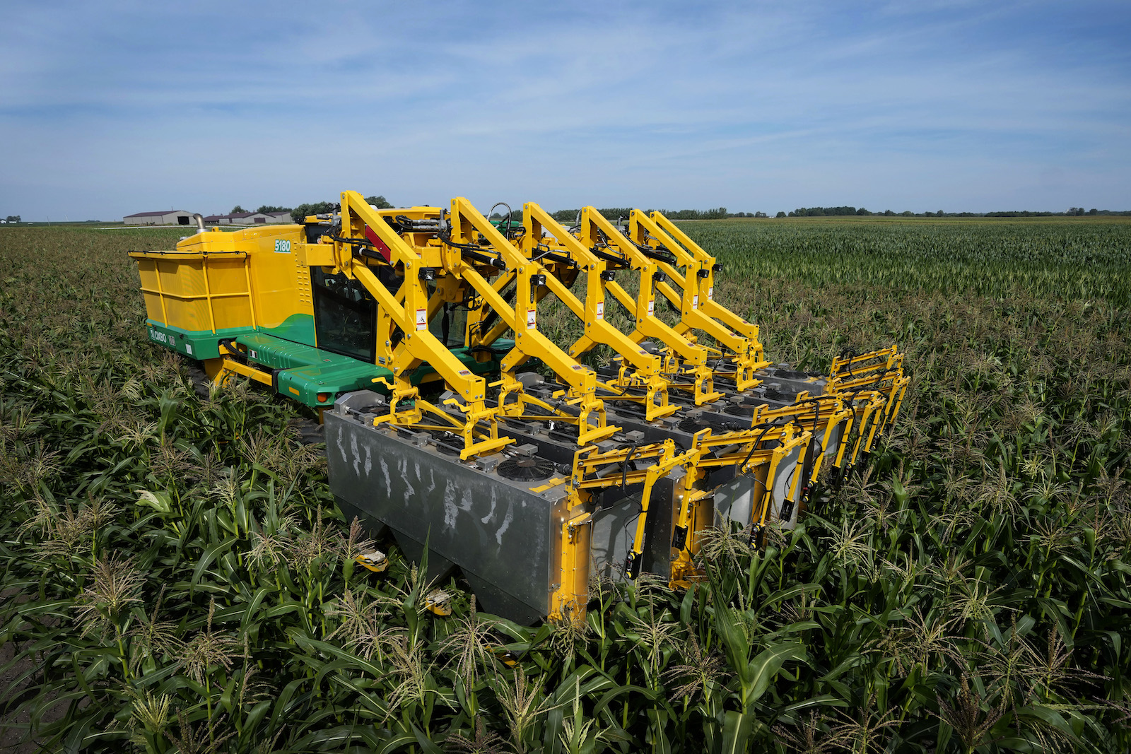 A large yellow machine with several arched arms is moving through a corn field.