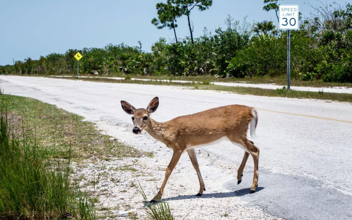 A small ewe crosses a sandy road flanked by tropical vegetation