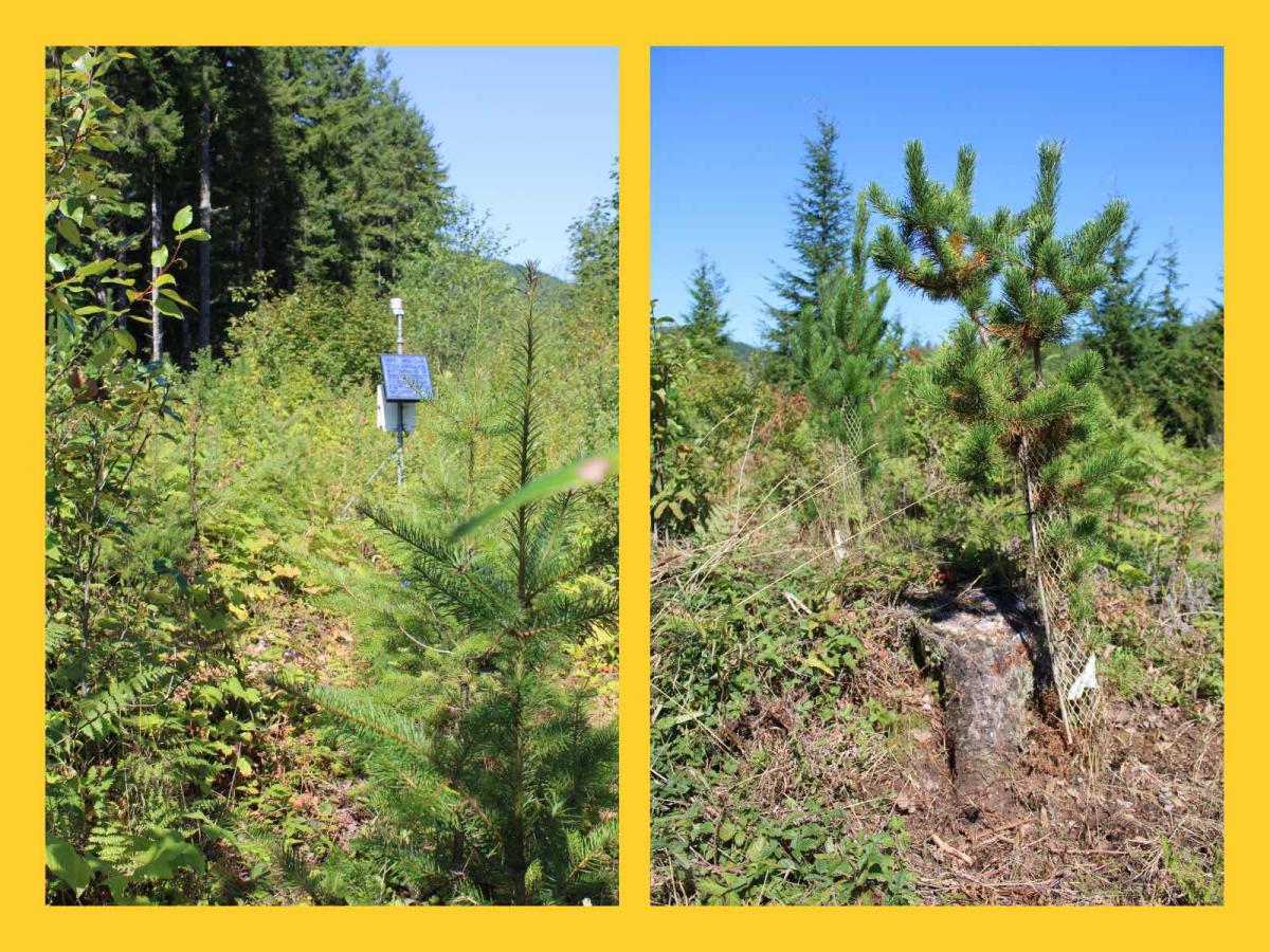 Two side-by-side photos show young evergreen trees growing at a reforestation site