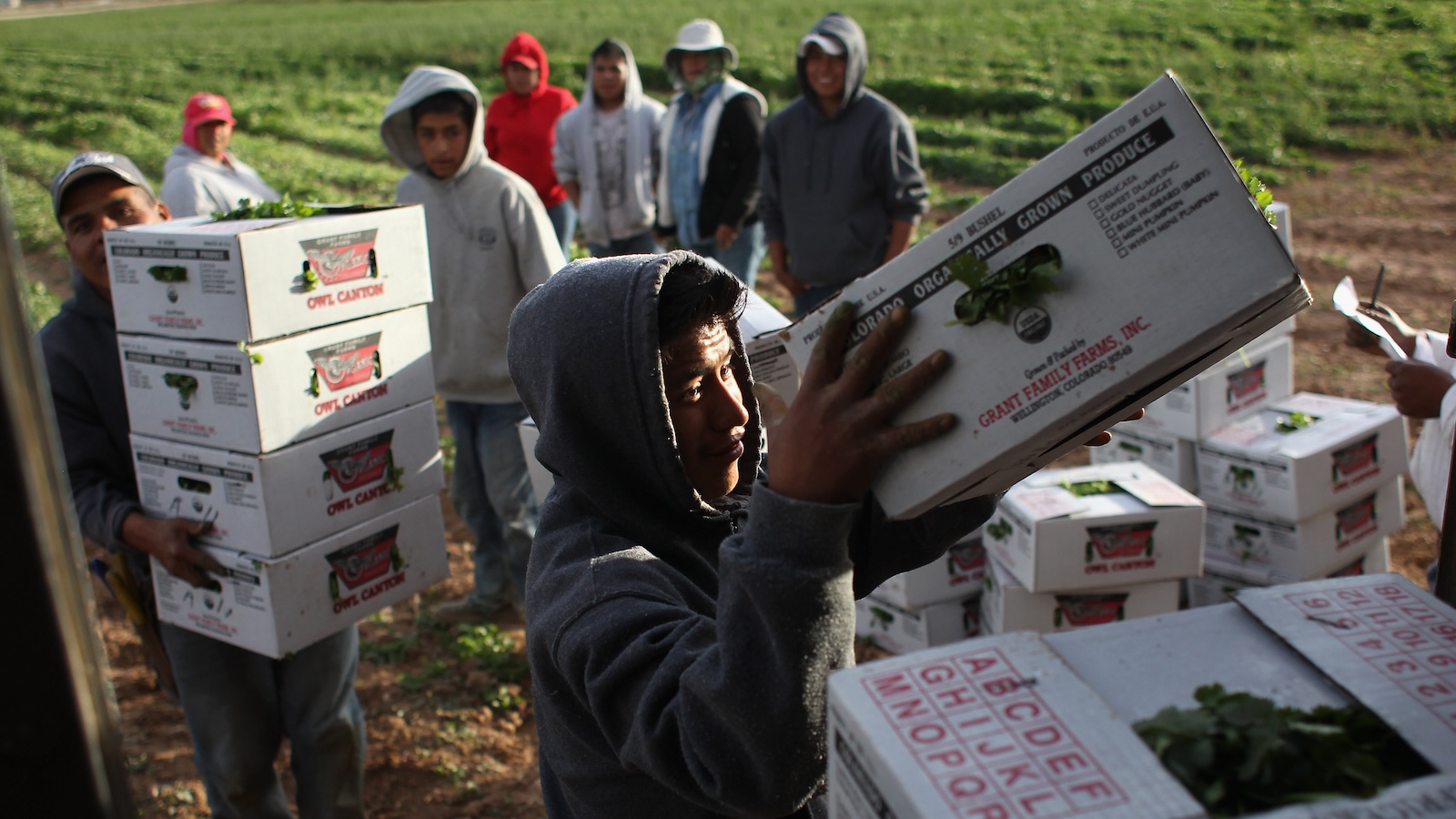 A shot of a line of men, mostly wearing hoodies and hats, working on a farm loading up boxes of organic cilantro unto a truck.