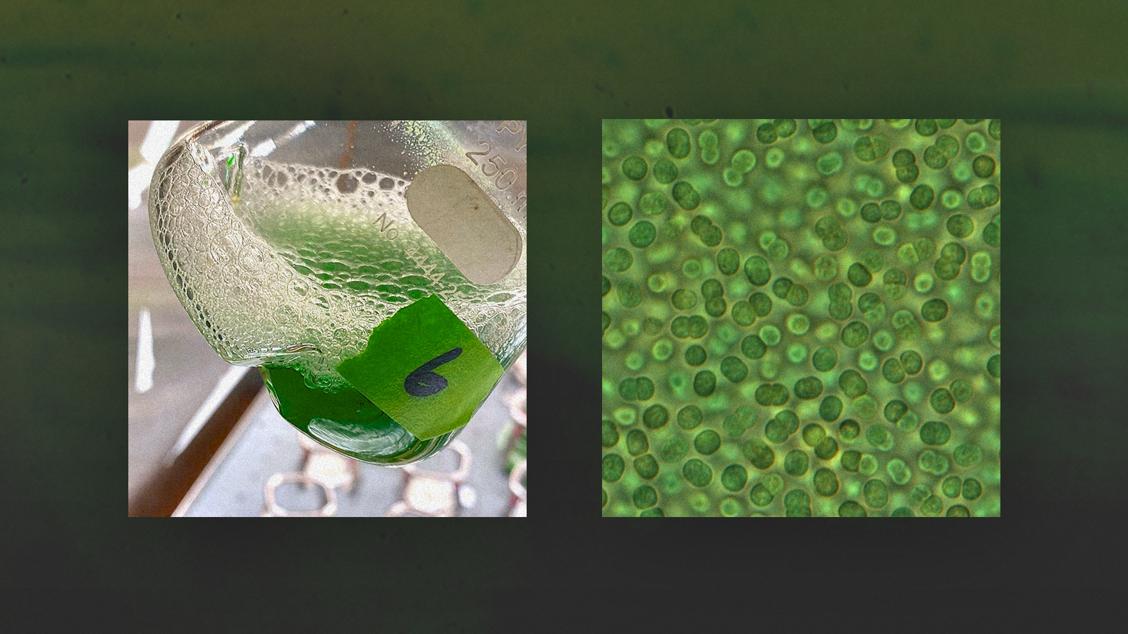 two images are side by side. the first shows a flask with green tape labeled 6 with a sharpie about 1/4th full of a green liquid. the second image shows a microscopic image of clustered green single-celled organisms teeming together.