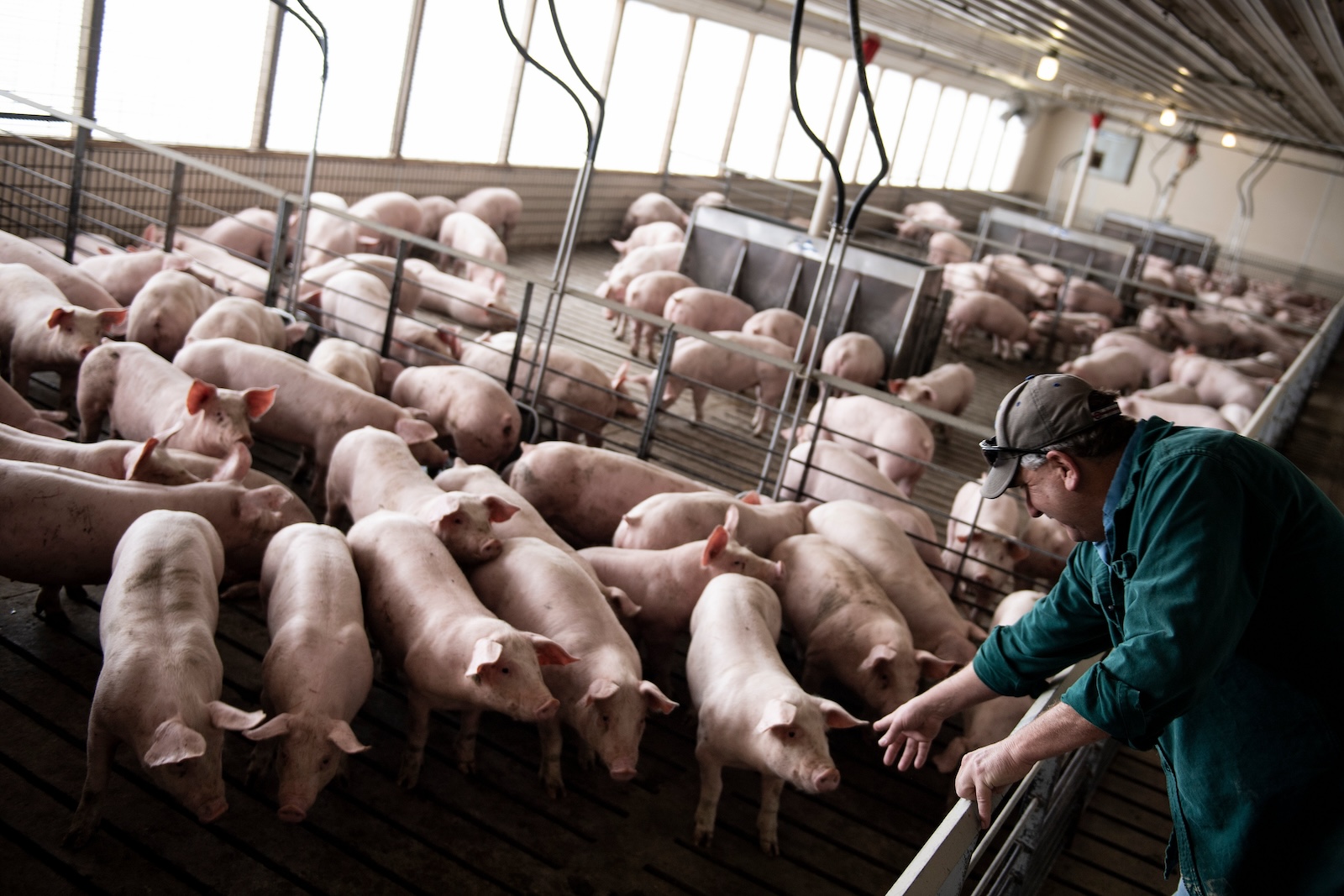 A farmer leans over a rail to inspect an indoor hog pen