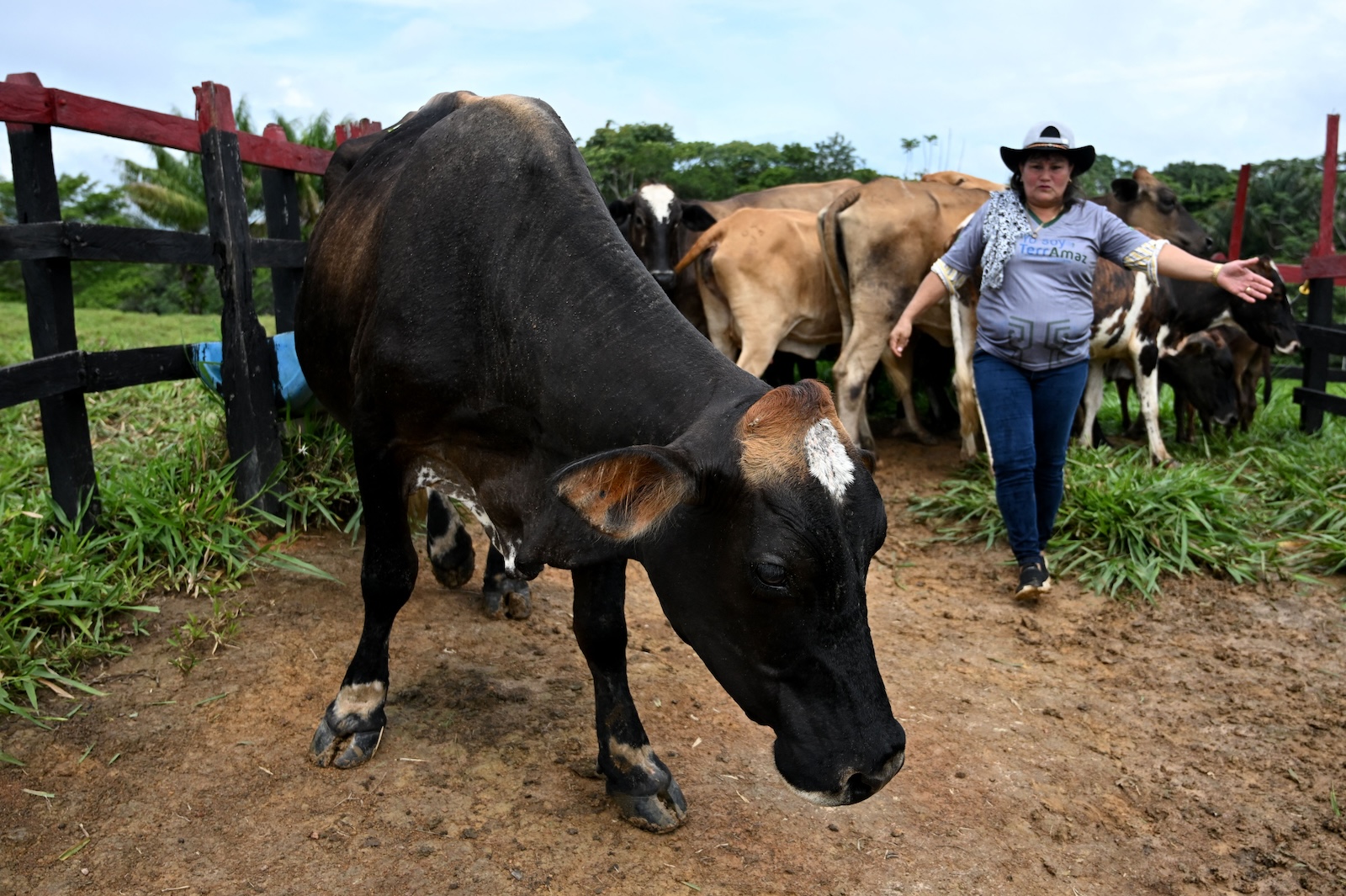 The World Bank has a factory-farm climate problem