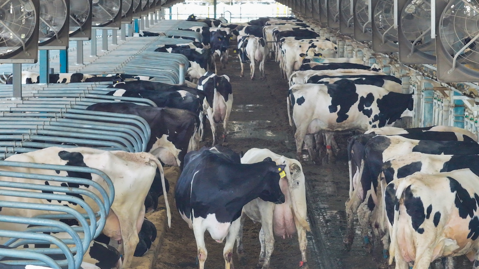 View of a cattle ranch in the Jiangsu province of China