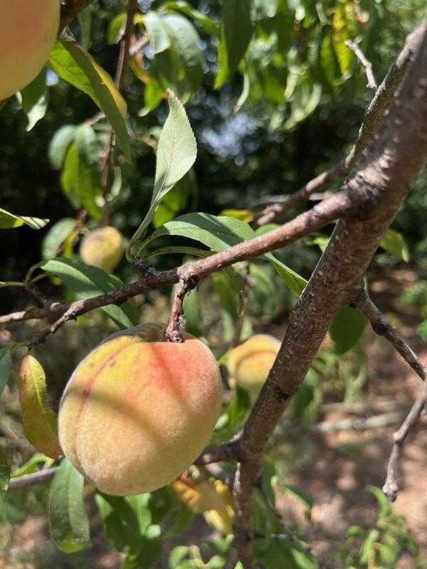 Meet the peach that traveled the Trail of Tears and the elders working to save it