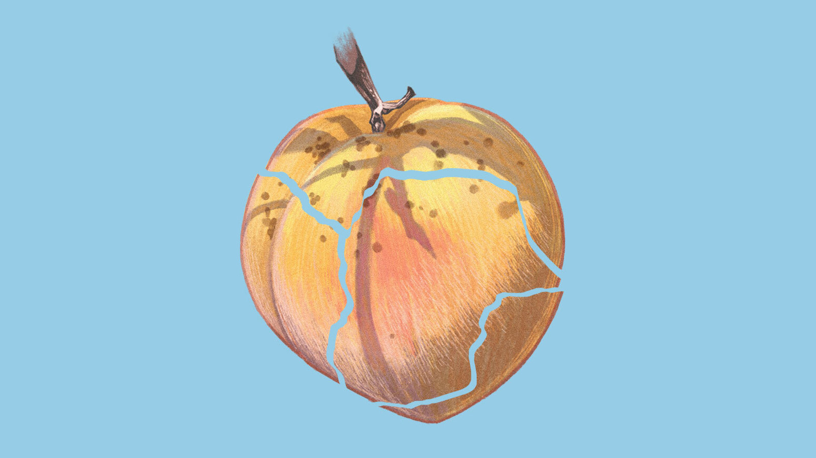 an illustration of a peach with the outline of a trail carved into the flesh