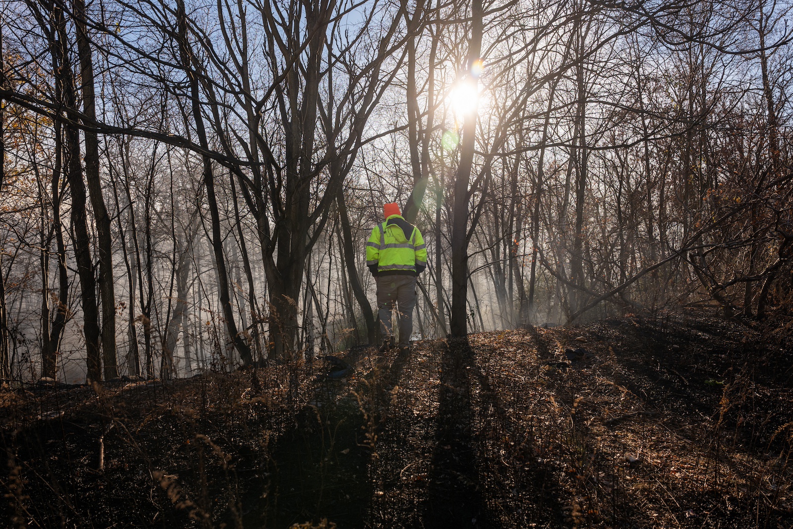 A person wearing a neon yellow vest and an orange hardhat is seen from behind in front of a hazy thicket of dark tree trunks and limbs