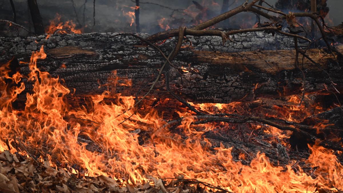 a burning tree trunk felled with large flames