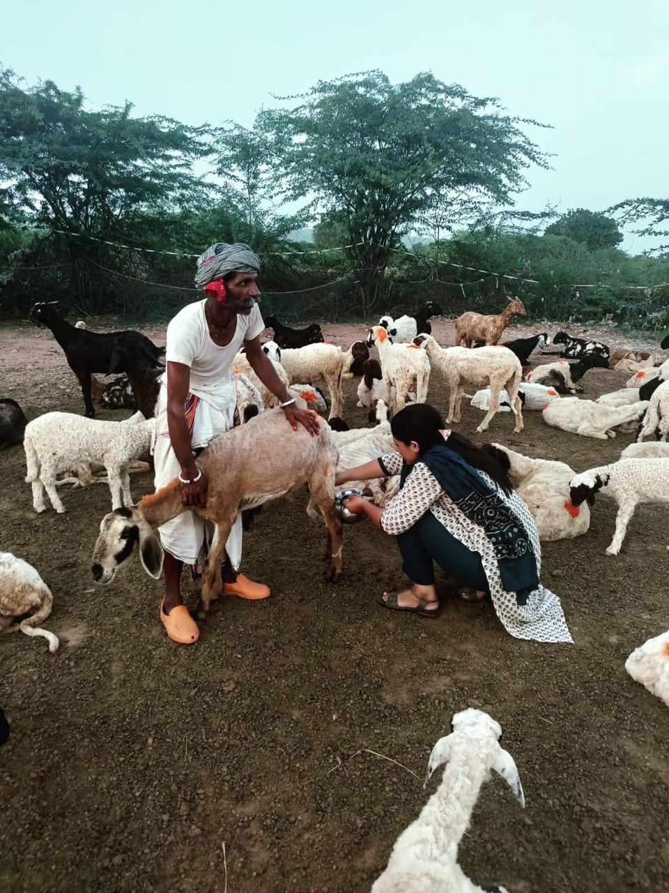 A man and a woman tend to a herd of goats