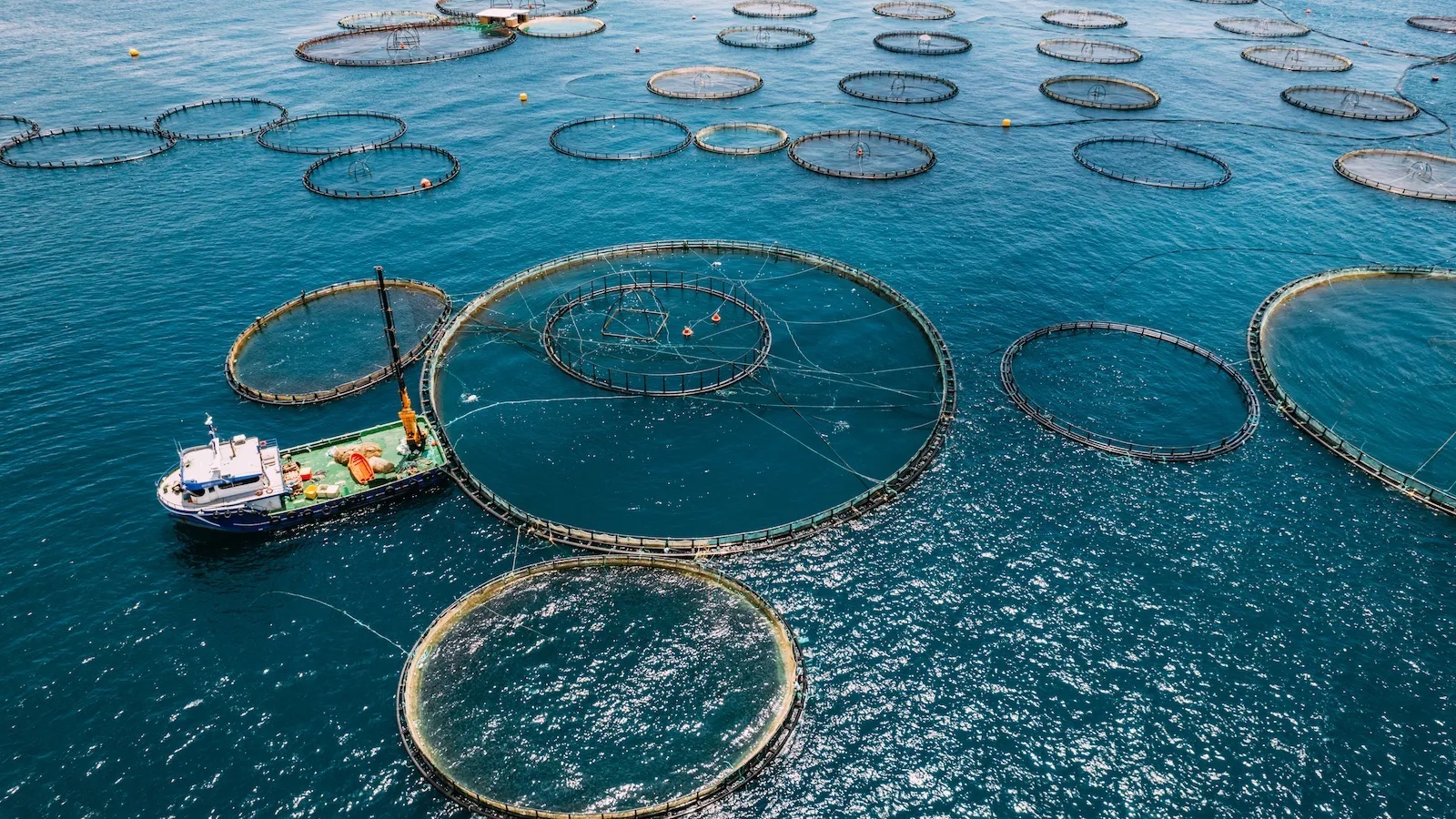 metal rings float on a sparkling blue sea, they are cages for a fish farm