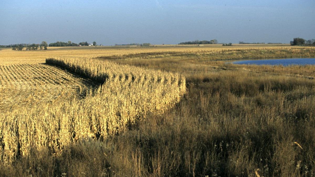 Rows of corn and native grasses near wetlands