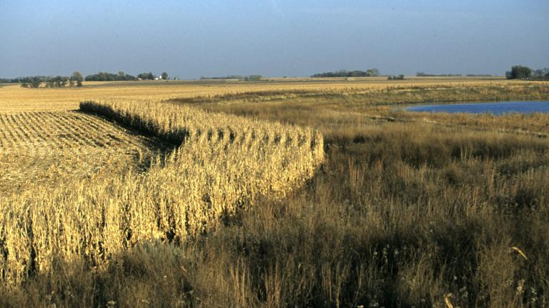 Rows of corn and native grasses near wetlands