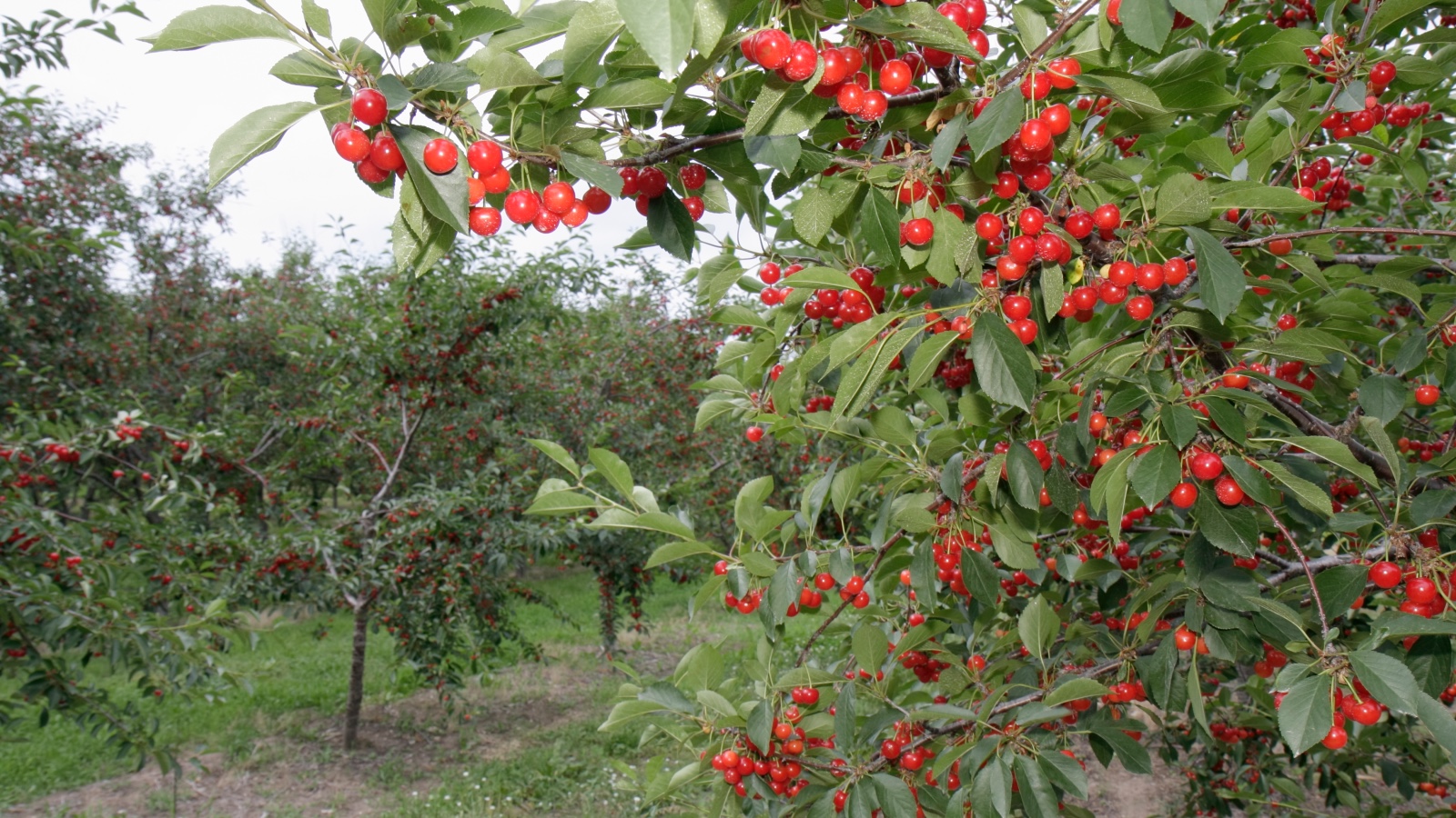 Climate takes its toll on the ‘cherry capital of the world’