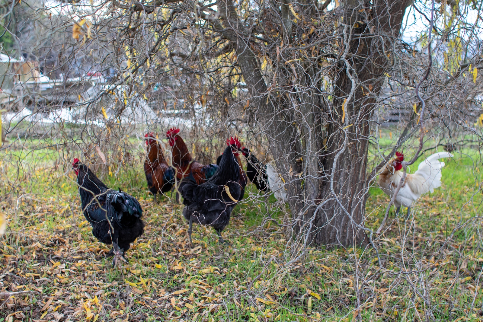 Chickens roam on grass near a tree