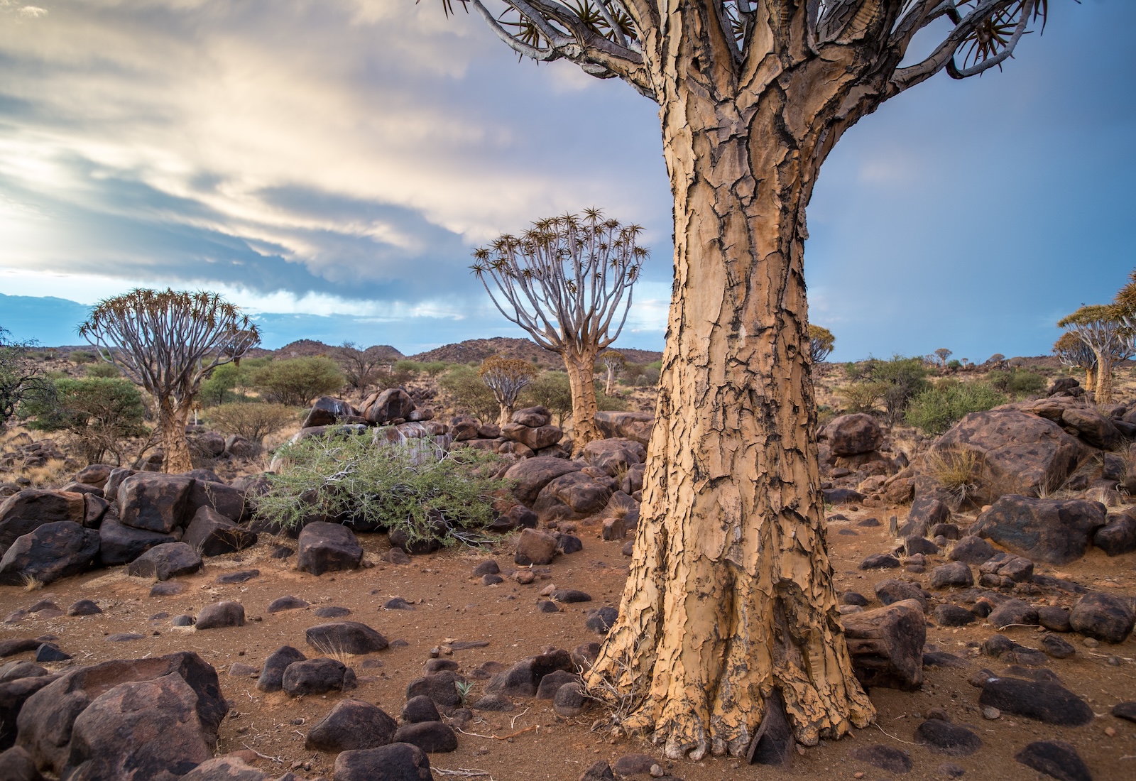 Short shrub-like trees in an arid landscape, with cloudy sky