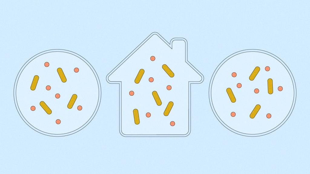 Three petri dishes — one shaped like a house — containing bacteria