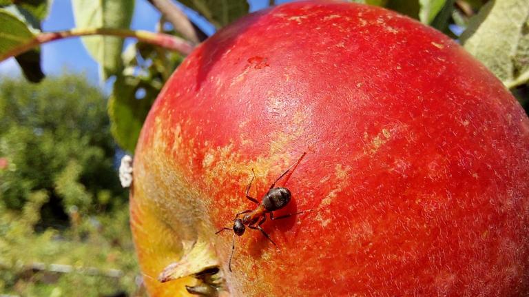 Ant on an apple