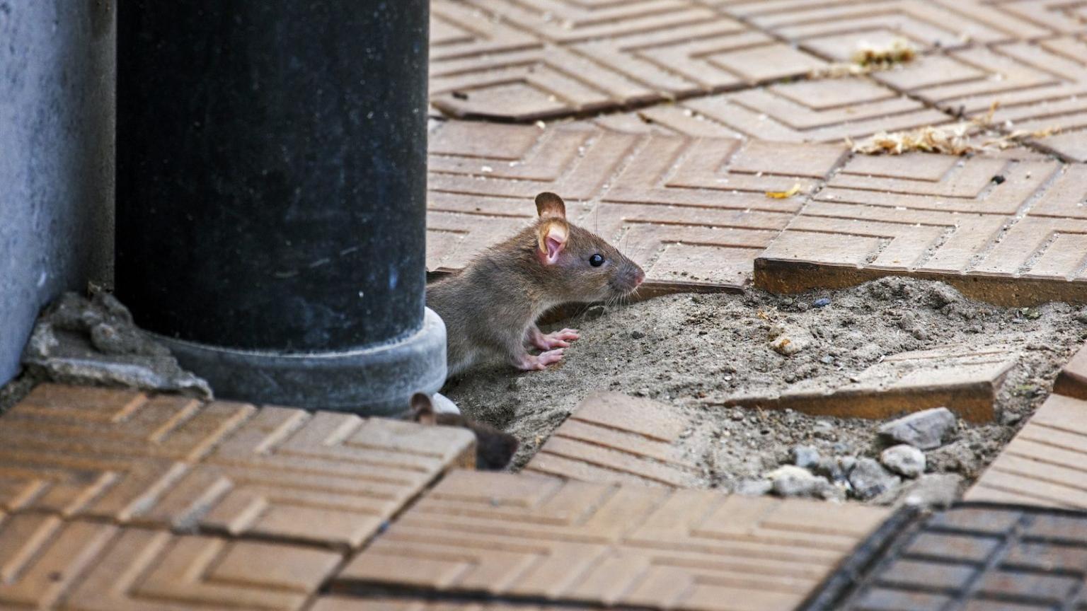Oh, great: Rat populations are surging as cities heat up | Grist