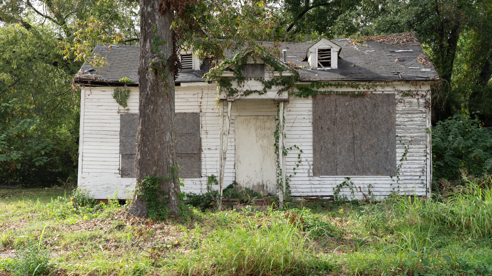 A boarded up house covered in climbing plants