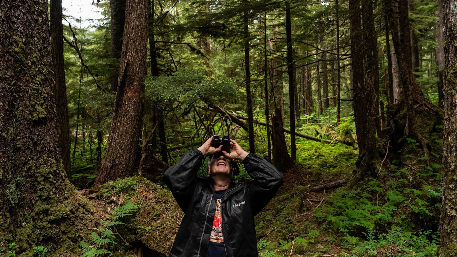 A man stands near old-growth trees as he looks for birds on his binoculars in the Tongass National Forest on Prince of Wales Island, Alaska.