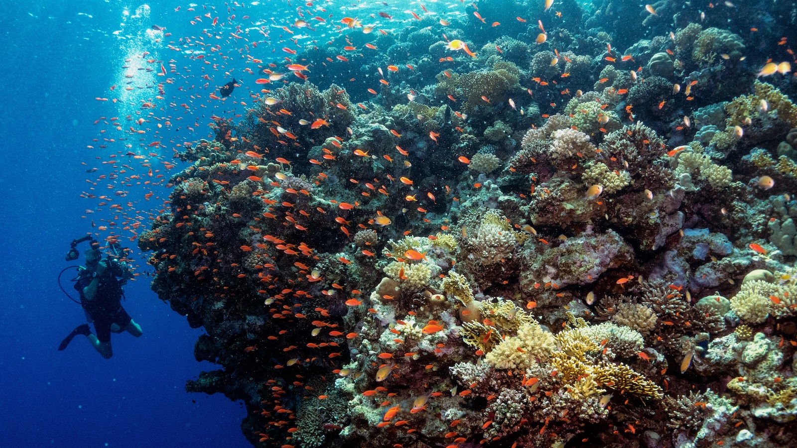 A diver is shown alongside a coral reef many times taller and wider than he is.