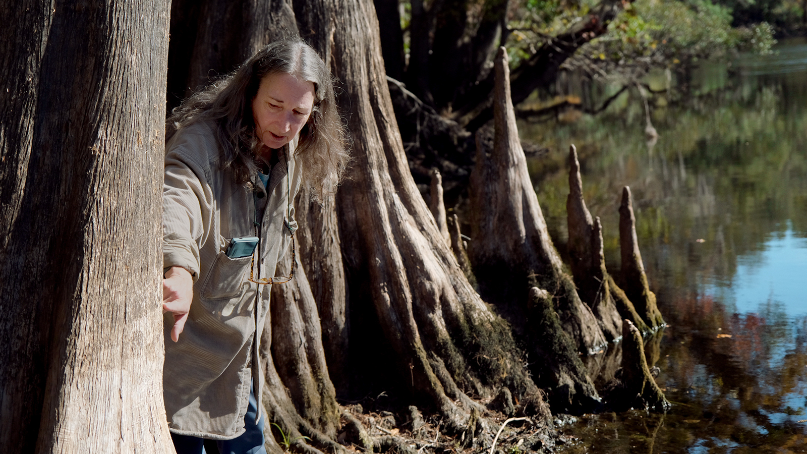 A woman with long grey hair stands next to the trunk of a grey tree with cypress roots sticking out of the water and points to a dark line that is visible horizontally across the trunk.