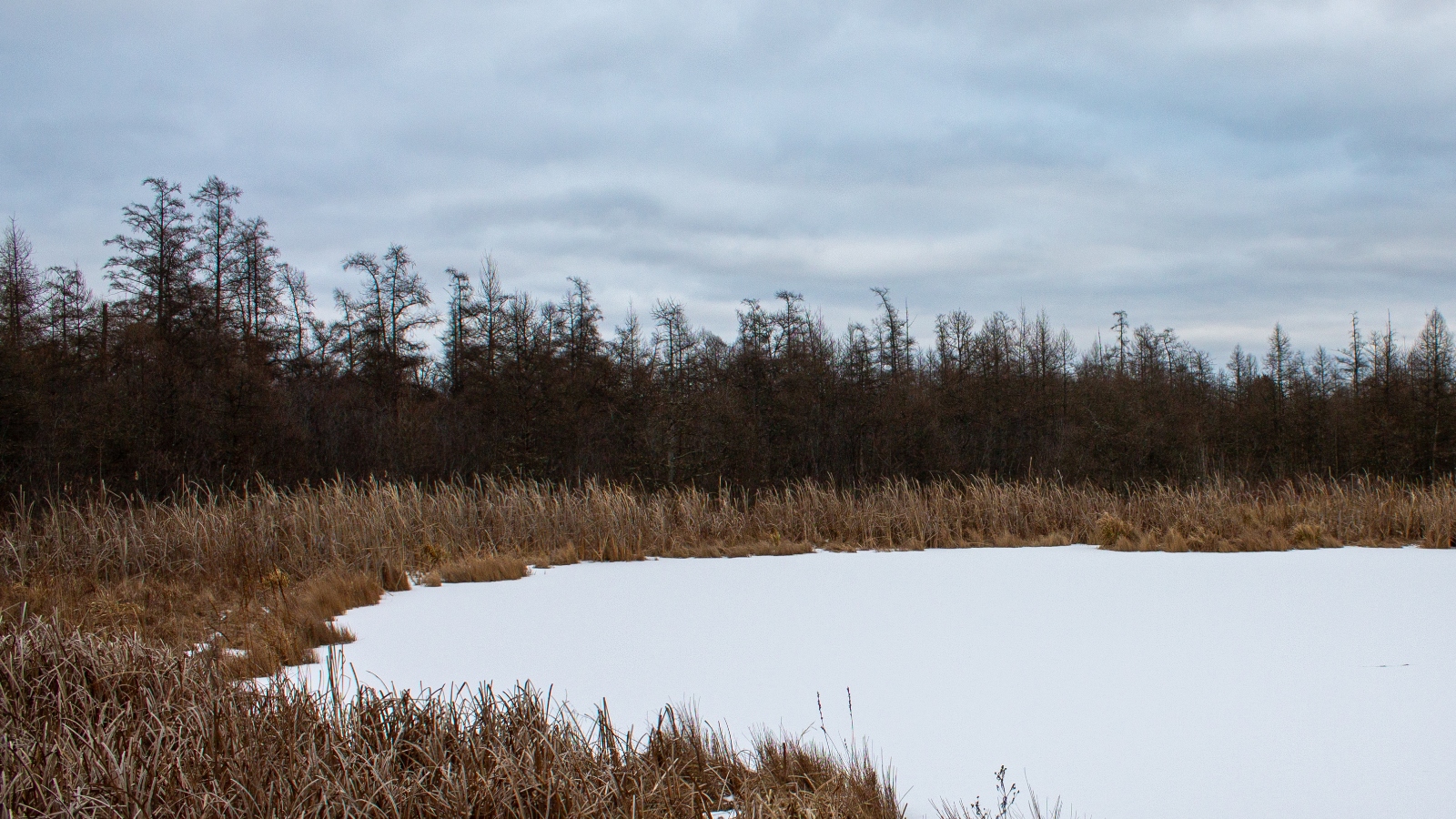 A snow covered field is surrounded by woods on a cloudy day