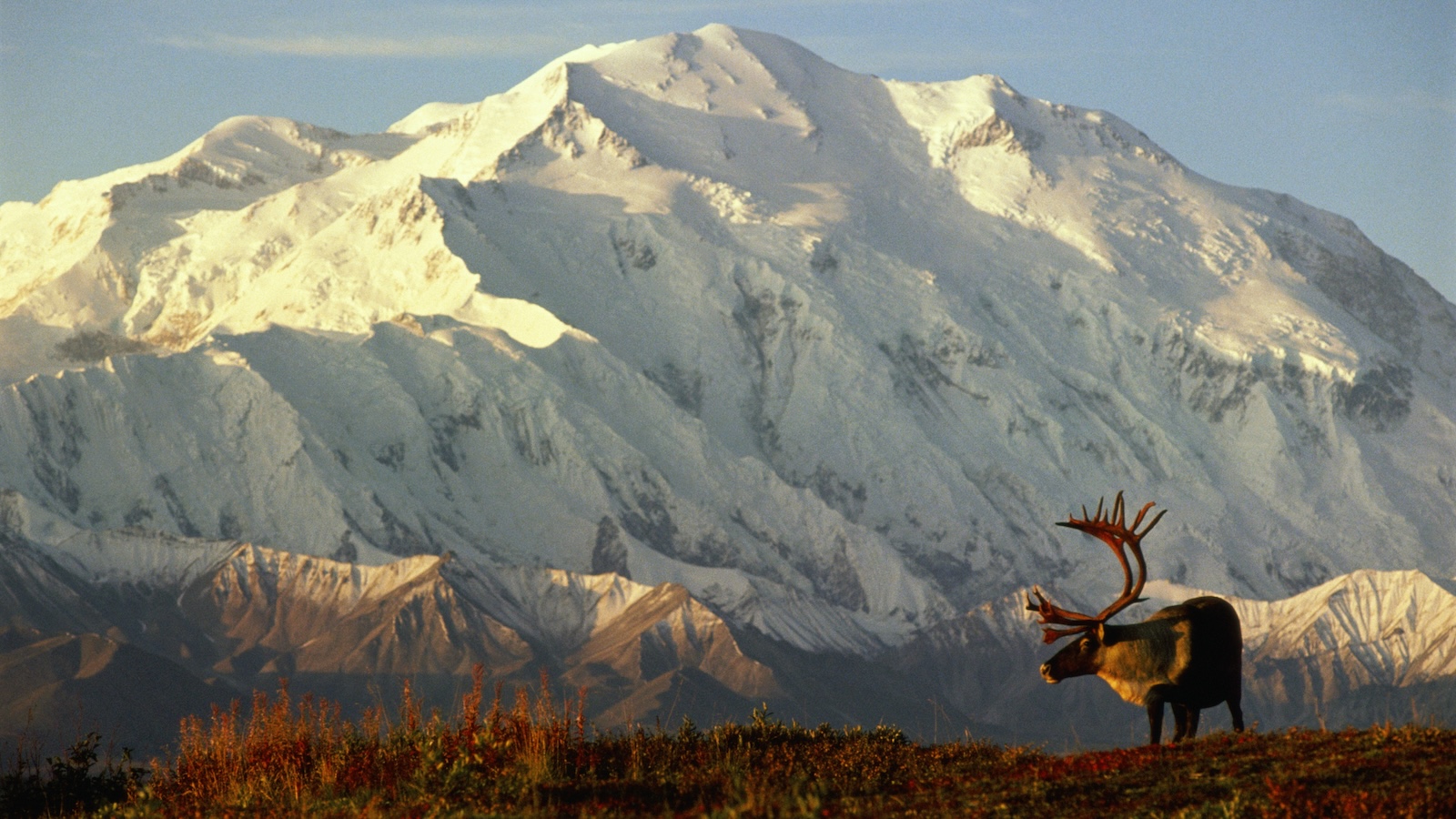 A caribou bull is seen grazing with the towering peak of Denali in the background.