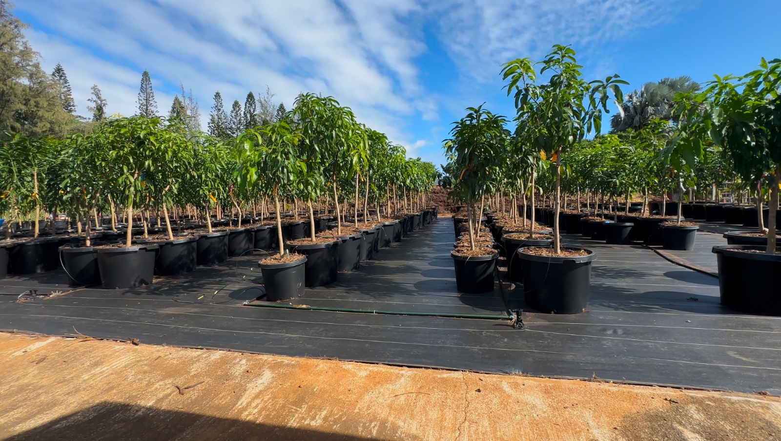 photo of What it takes to regrow a community after wildfire image