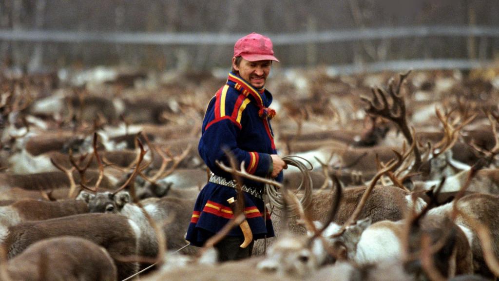 Reindeer herder holding a rope among a hundred reindeer.