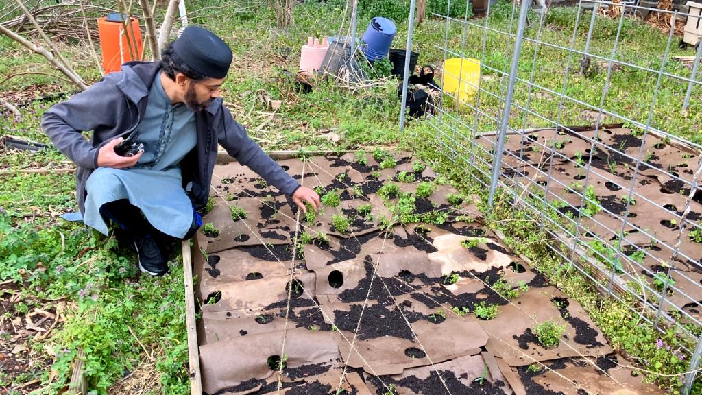 A man kneels next to a garden covered in cardboard