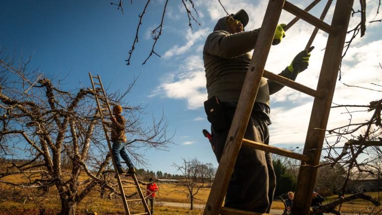 Man prunes apple tree while standing on a ladder in a farm.