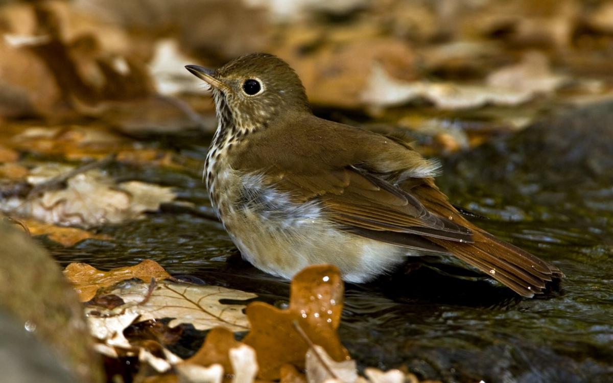 A round brown bird with speckles shown, shown in profile standing on leafy ground