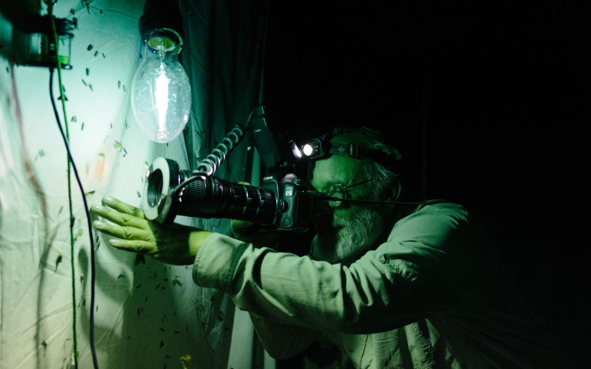 A dark photo of a bearded man looking through a camera with a long lens at moths that are clinging to a white sheet illuminated by blue light