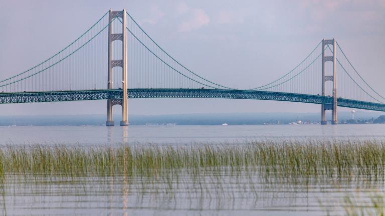 Reeds in the water in front of the Mackinac Bridge.