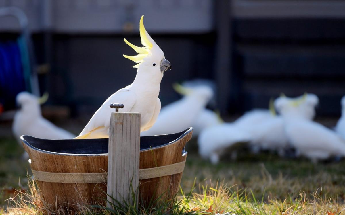 A white parrot with yellow head feathers is shown in profile standing in a yard, with other parrots in the background