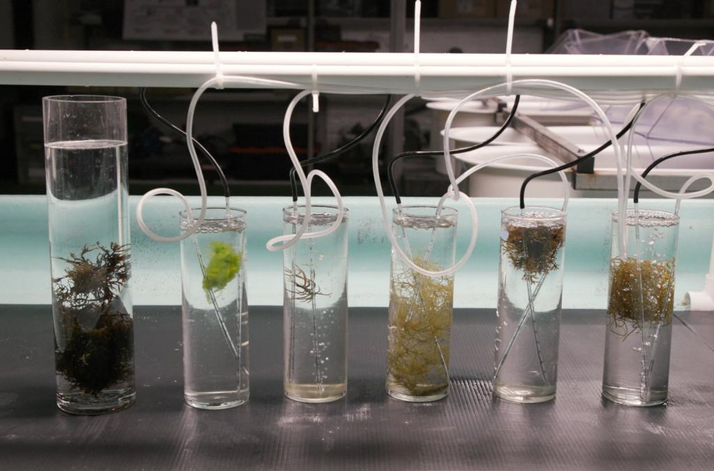 A row of test tubes with snippets of seaweed inside