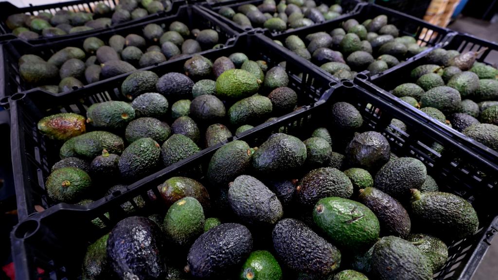 pallets of avocados