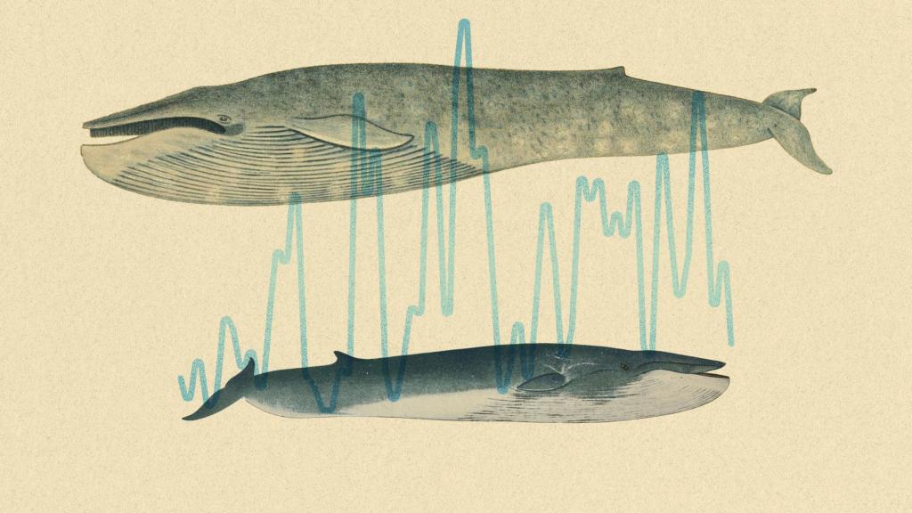 Digital illustration of vintage illustrations of a blue whale and a fin whale with a sound wave separating them