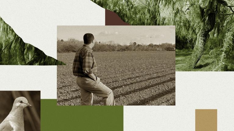 Collage of Texas thornforest, white-tipped dove, and a man looking out at a field
