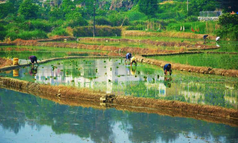 Farmers plant rice seedlings by hand in the terraced paddy fields