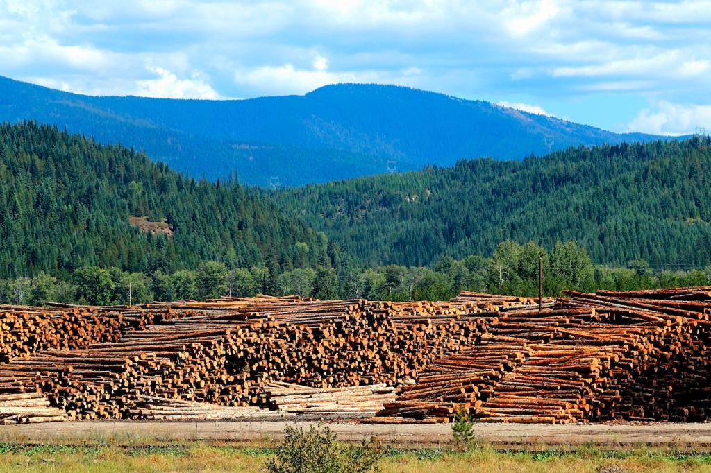 Logs sit in piles outside of a forest